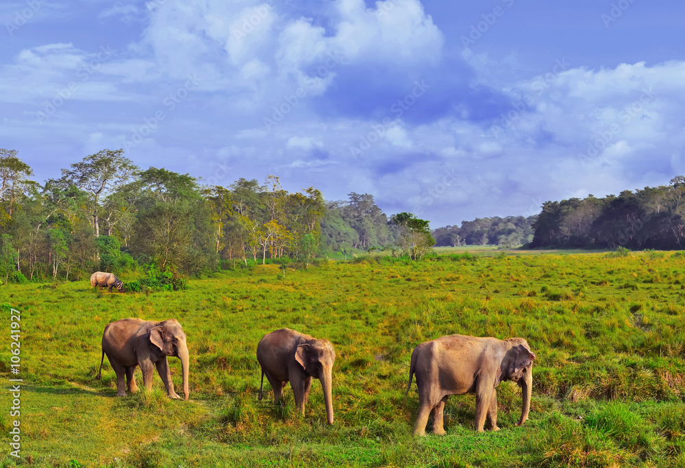Chitwan National Park